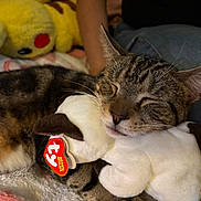Rocky is registered to the contest to win money with this photo: cat, tabby, sleeping, plush_toy, beanie_babies, stuffed_animal, pikachu, yellow, toy, cozy, blanket, indoor, resting, cute, pet, animal, feline, soft, comfort, relaxation