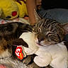 cat, tabby, sleeping, plush_toy, beanie_babies, stuffed_animal, pikachu, yellow, toy, cozy, blanket, indoor, resting, cute, pet, animal, feline, soft, comfort, relaxation