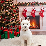 Fuzzy is registered to the contest to win money with this photo: christmas_tree, collar, cozy, decorations, dog, evergreen, festive, fireplace, holiday, indoor, lights, mantel, ornaments, pet_portrait, pine_cones, presents, ribbon, stockings, white_rug, wreath
