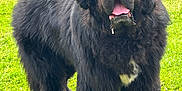 Narko participe au concours pour gagner de l'argent avec cette photo : dog, newfoundland, black_dog, fluffy, tongue_out, grass, greenery, outdoor, pet, canine, mammal, animal, cute, friendly, tongue, white_patch, fur, nature, standing, daylight