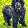 dog, newfoundland, black_dog, fluffy, tongue_out, grass, greenery, outdoor, pet, canine, mammal, animal, cute, friendly, tongue, white_patch, fur, nature, standing, daylight