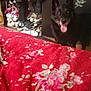 dog, black_dog, indoor, wardrobe, clothing, shoes, footwear, coat, blanket, red_blanket, floral_pattern, tongue_out, pet, happy, smiling, floor, room, furniture, storage, home
