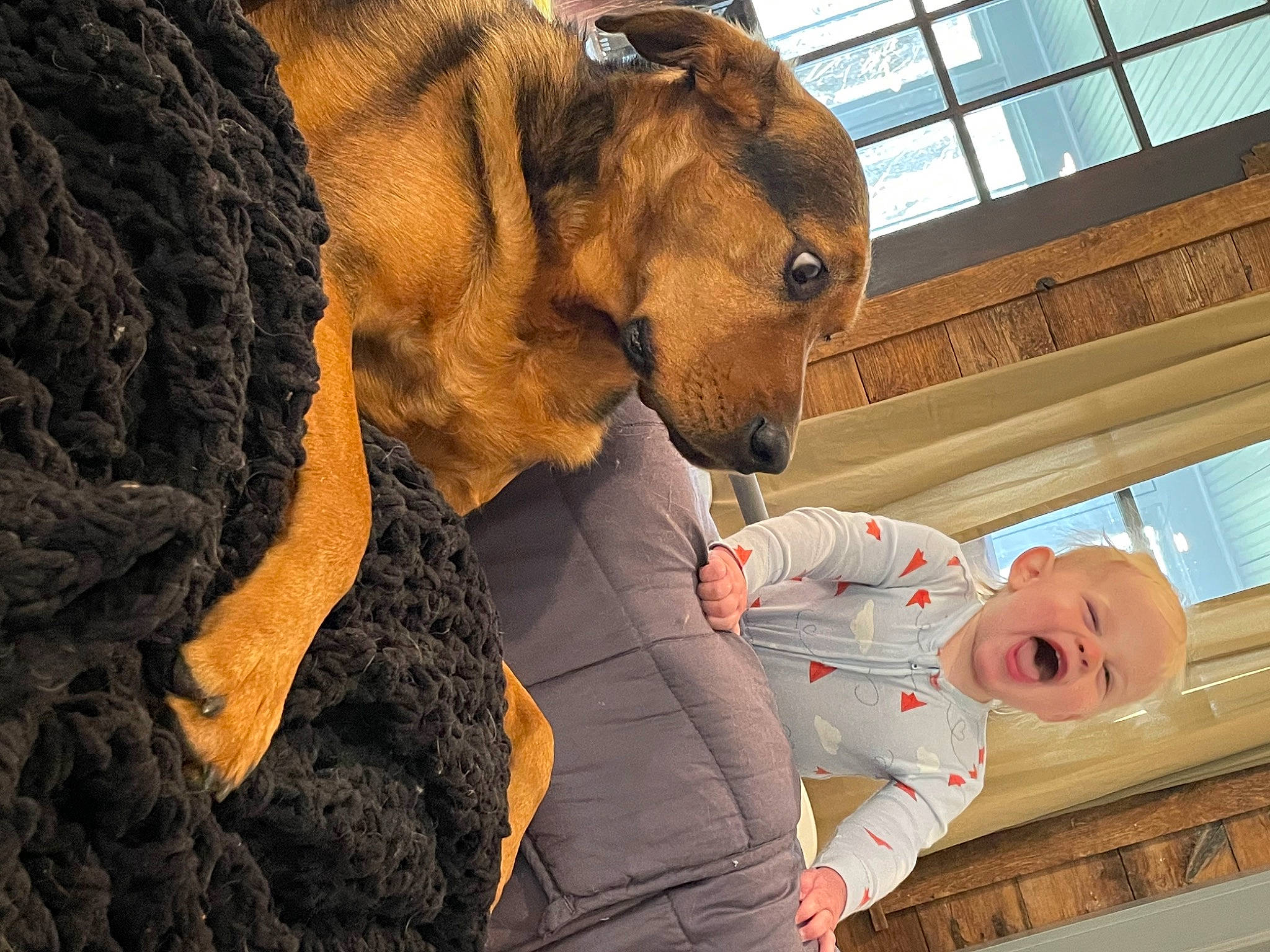 Colson joined the competition — help win amazing prizes! baby, big_cats, canidae, companion_dog, dog_breed, fawn, felidae, fun, fur, person, snout, terrestrial_animal, toddler, toy, whiskers, window, working_animal