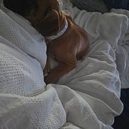 Willow is registered to the contest to win money with this photo: dog, puppy, brown_dog, collar, blanket, white_blanket, bed, resting, sleeping, cozy, indoor, comfort, soft_light, texture, animal, pet, relaxing, snuggling, fur, side_view