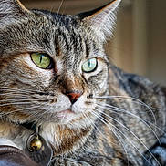 Zelda joined the competition — help win amazing prizes! animal_face, bell, cat, close_up, collar, cute, domestic_animal, feline, fur, green_eyes, house_pet, indoor, leather, mammal, pet, portrait, relaxed, resting, tabby_cat, whiskers
