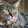 animal_face, bell, cat, close_up, collar, cute, domestic_animal, feline, fur, green_eyes, house_pet, indoor, leather, mammal, pet, portrait, relaxed, resting, tabby_cat, whiskers