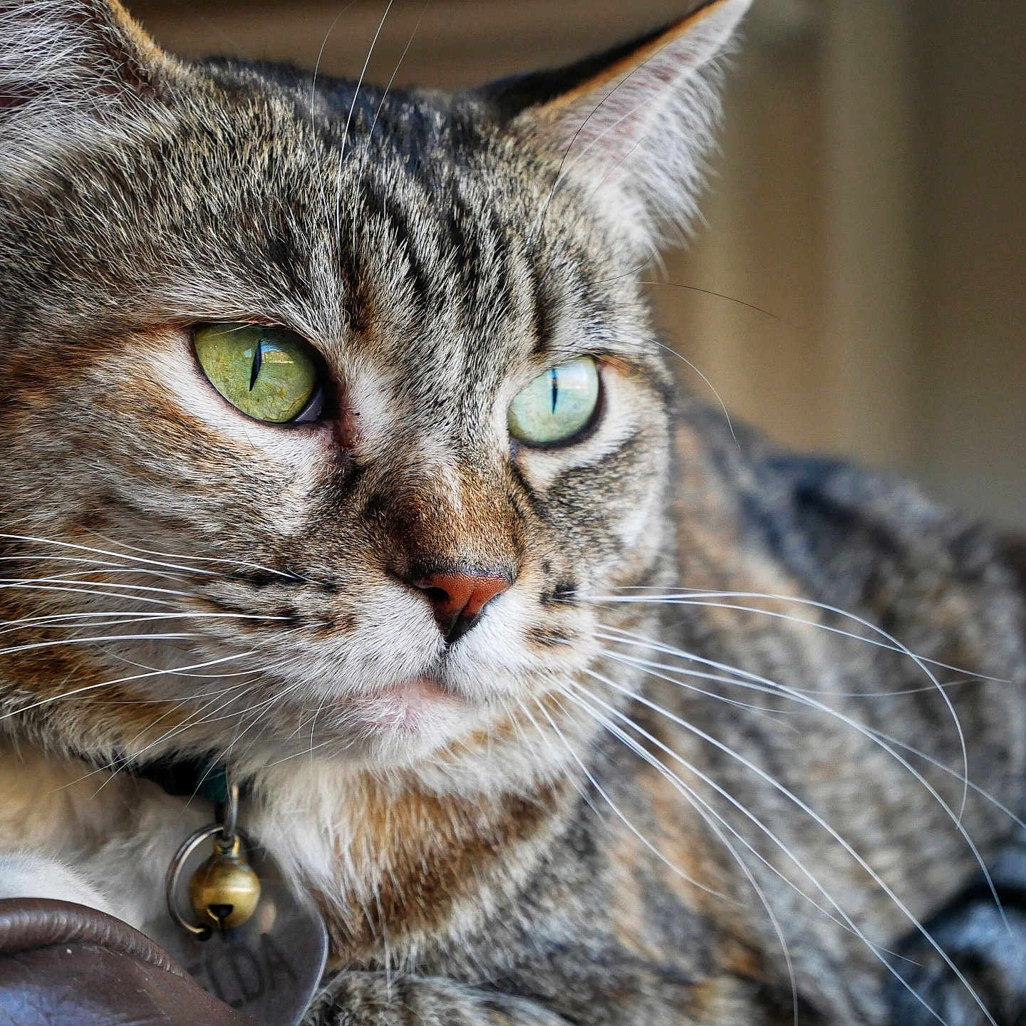 Zelda