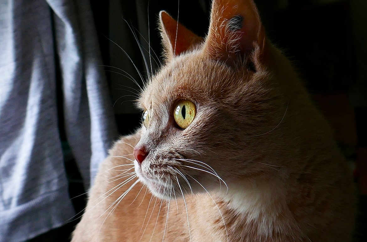 June a rejoint le concours — aidez-le/la à gagner de superbes lots ! cat, feline, whiskers, close_up, profile, yellow_eyes, fur, pet, domestic_animal, animal, looking, side_view, indoor, curious, soft_light, portrait, mammal, ears, nose, background