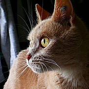 June a rejoint le concours — aidez-le/la à gagner de superbes lots ! cat, feline, whiskers, close_up, profile, yellow_eyes, fur, pet, domestic_animal, animal, looking, side_view, indoor, curious, soft_light, portrait, mammal, ears, nose, background