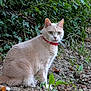 June participe au concours pour gagner de l'argent avec cette photo : cat, animal, outdoor, nature, greenery, earth, foliage, pet, mammal, curious, collar, sitting, alert, whiskers, fur, ground, plant, leaf, wildlife, closeup
