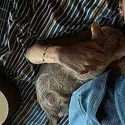 Mune participe au concours pour gagner de l'argent avec cette photo : cat, person, hand, bed, striped_bedspread, guitar, bracelet, blue_clothing, earrings, furniture, relaxation, indoor, petting, comfort, animal, tail, fur, casual, resting, cozy