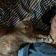 Juniiie participe au concours pour gagner de l'argent avec cette photo : cat, person, bed, striped_bedspread, guitar, sleeping, paws, fur, blue_clothing, earrings, necklace, indoor, cozy, relaxation, pet, animal, resting, furniture, human_face, casual