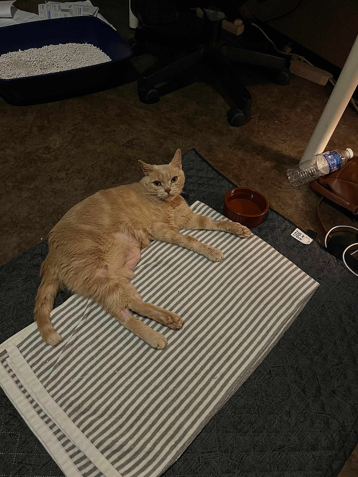 Rune participe au concours pour gagner de l'argent avec cette photo : cat, beige_cat, striped_towel, floor, water_bottle, bowl, litter_box, chair_wheels, brown_bag, power_strip, cord, indoor, pet, animal, relaxed, lying_down, looking_at_camera, household_items, carpet, feline