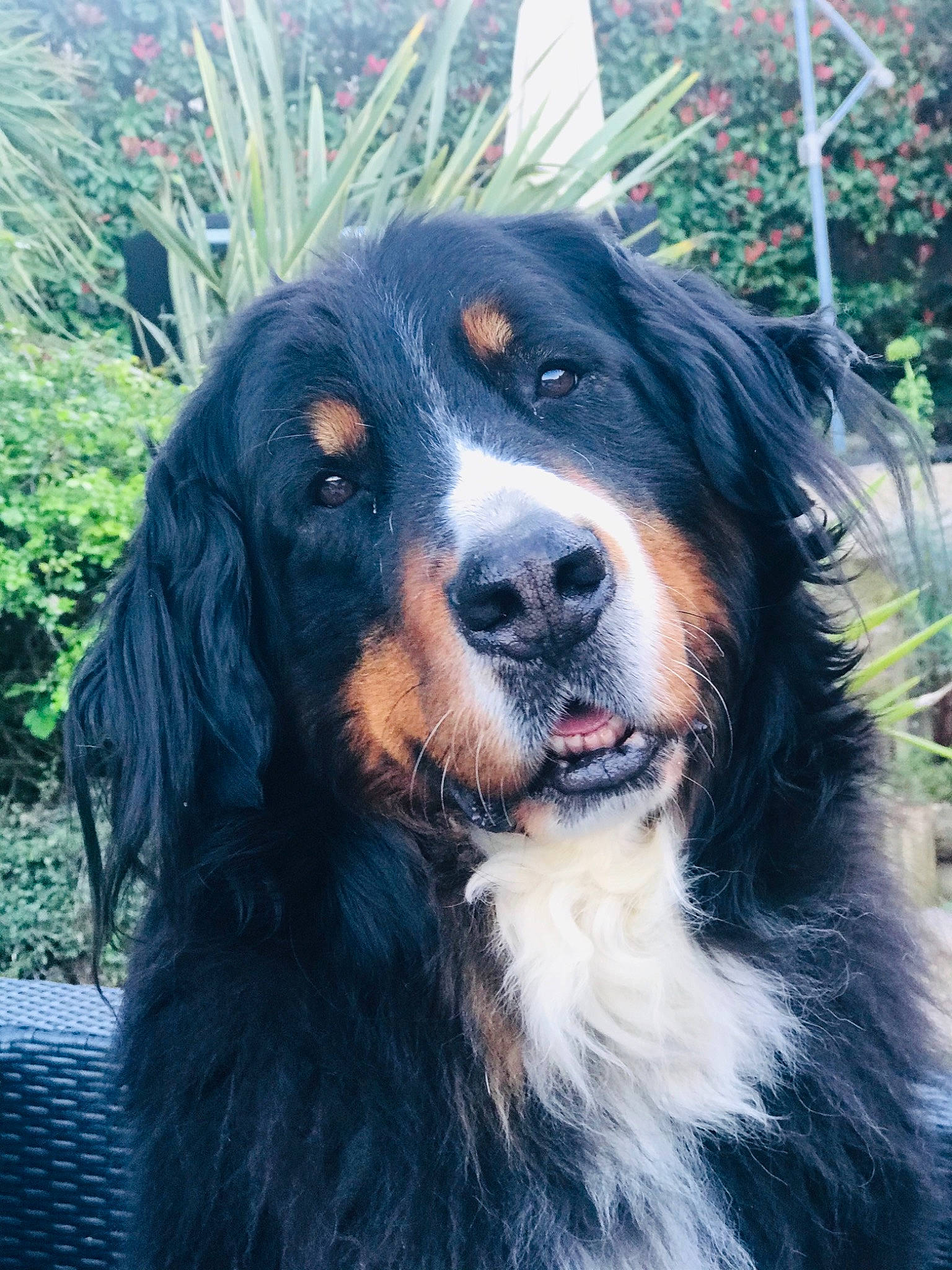 Jenna participe au concours pour gagner de l'argent avec cette photo : canidae, carnivore, companion_dog, dog, dog_breed, door, eye, fur, grass, head, plant, snout, sporting_group, terrestrial_animal, whiskers, working_dog