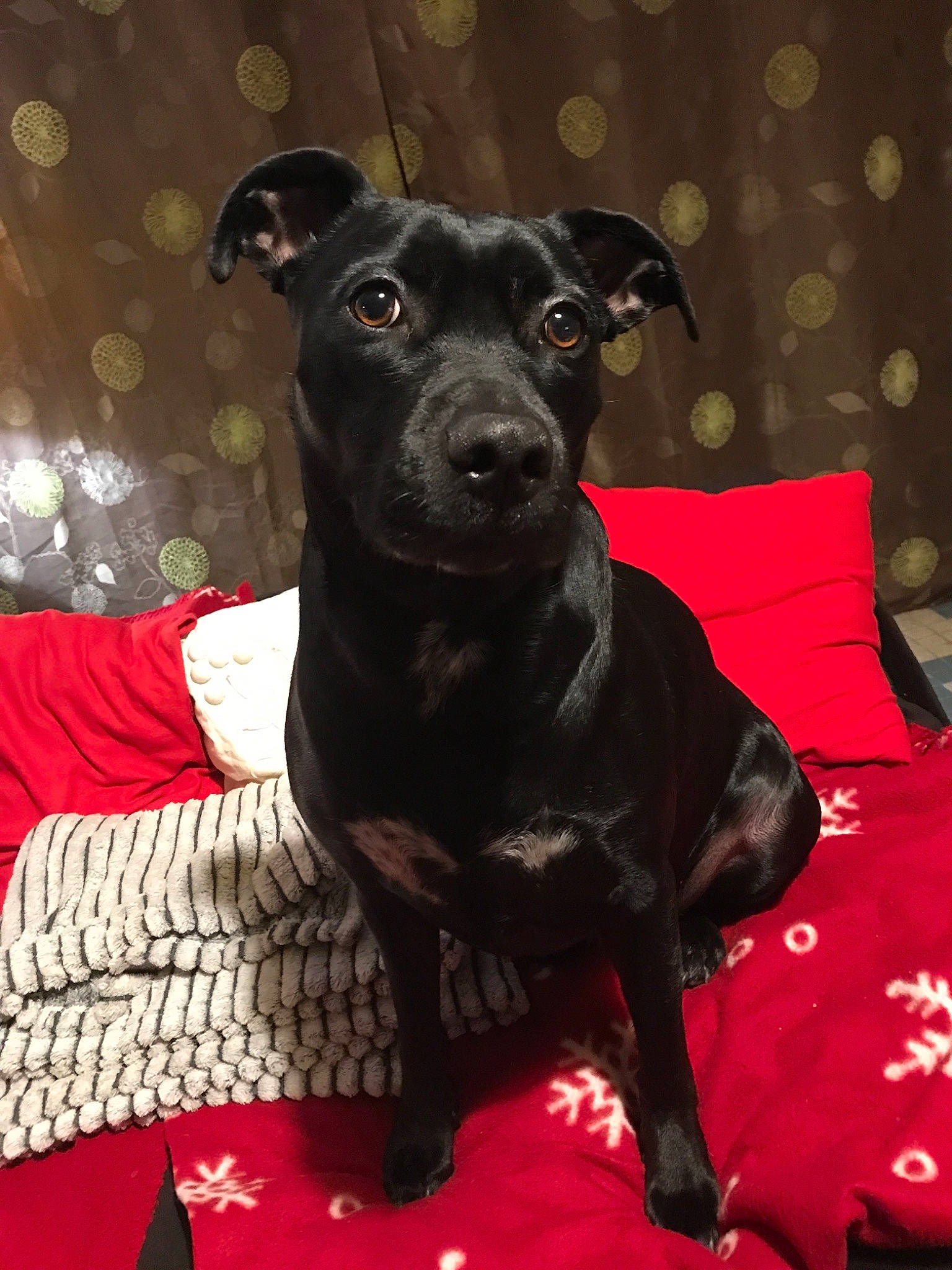 Layah participe au concours pour gagner de l'argent avec cette photo : american_pit_bull_terrier, canidae, carnivore, companion_dog, dog, dog_breed, mammal, non_sporting_group, patterdale_terrier, puppy, rare_breed_dog, snout, sporting_group, terrier, vertebrate