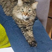 Soukie a rejoint le concours — aidez-le/la à gagner de superbes lots ! animal, cat, chair, clothing, cozy, feline, fur, fur_pattern, home, indoor, jeans, lap, paw, person, pet, relaxed, resting, stretching, tabby, whiskers