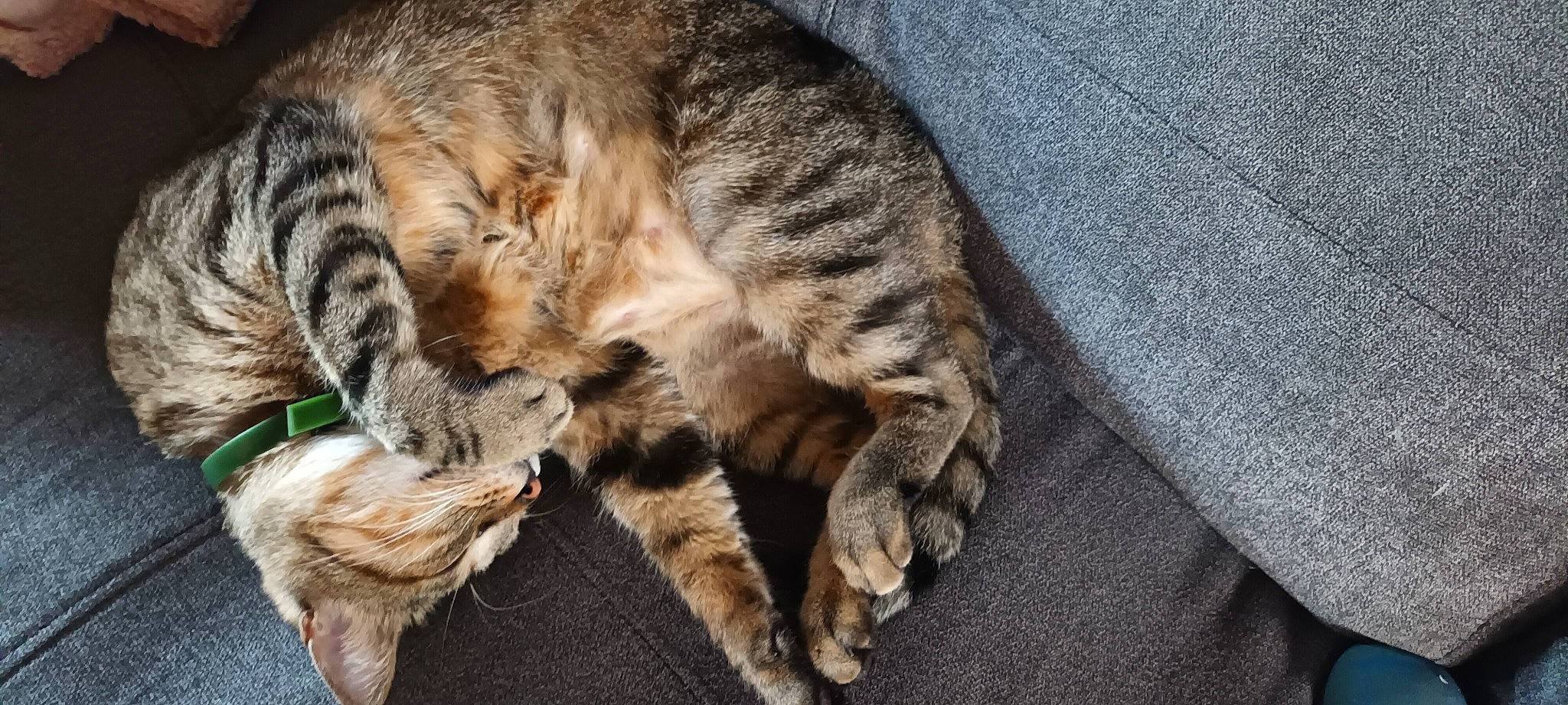 Oskar participe au concours pour gagner de l'argent avec cette photo : carnivore, cat, claw, comfort, domestic_short_haired_cat, felidae, fur, nap, paw, sleep, small_to_medium_sized_cats, snout, tail, terrestrial_animal, whiskers