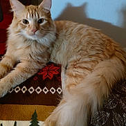 Henry is registered to the contest to win money with this photo: cat, orange_tabby, fluffy, animal, pet, indoor, blanket, patterned, fabric, resting, fur, tail, whiskers, ears, nose, eyes, shadow, cozy, relaxed, domestic