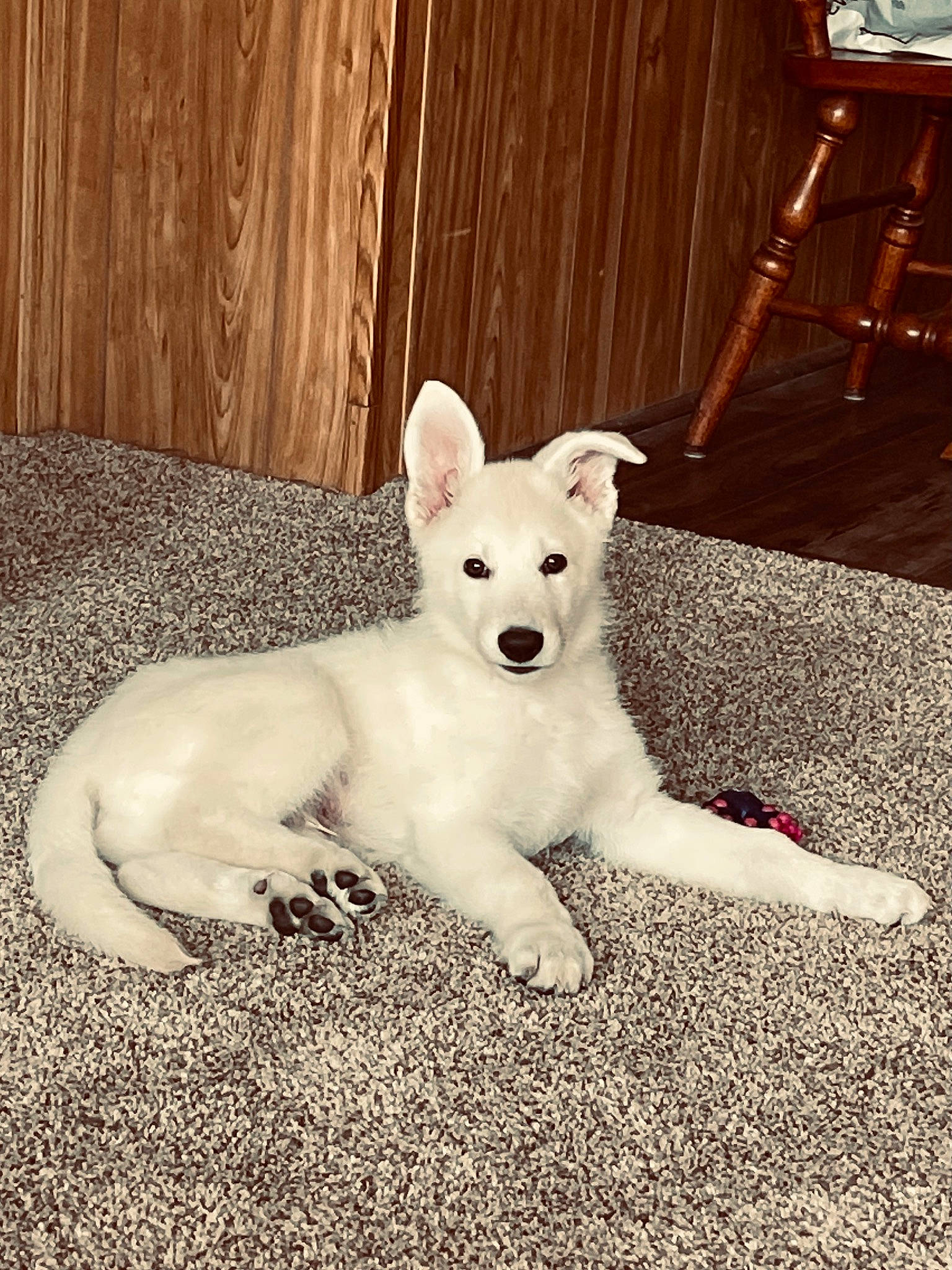 Rudy joined the competition — help win amazing prizes! canidae, carnivore, comfort, companion_dog, curtain, dog, dog_breed, fawn, flooring, foot, happy, paw, sitting, snout, sporting_group, tail, terrestrial_animal, tints_and_shades, wood, working_animal