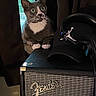Charley is registered to the contest to win money with this photo: animal, black_cap, cat, close_up, cozy, curious, curtain, dark_background, electronics, fender_amplifier, furniture, gray_cat, headphones, indoor, music_equipment, pet, skeleton_figure, white_paws, wide_eyes, window