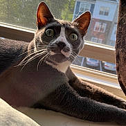 Charley is registered to the contest to win money with this photo: animal, cat, closeup, curious, daylight, ears, feline, grey_cat, house, indoors, outdoor_view, pet, portrait, relaxed, suburban, sunlight, whiskers, white_markings, window_screen, windowsill