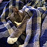 Charley is registered to the contest to win money with this photo: animal, blanket, cat, closeup, comfort, cozy, cute, domestic, feline, fur, indoor, paw, pet, plaid, relaxing, resting, sleeping, snuggled, soft, warm