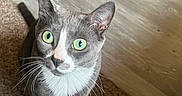 Charley is registered to the contest to win money with this photo: animal, carpet, cat, closeup, companion, curious, cute, domestic_cat, ears, feline, fur, gray_cat, green_eyes, indoor, looking_up, pet, sitting, whiskers, white_paws, wood_floor