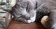 Angel joined the competition — help win amazing prizes! animal, cat, closeup, cozy, cute, decor, feline, fur, furniture, gray_cat, home, indoor, lamp, paw, pet, portrait, relaxed, resting, sleepy, whiskers