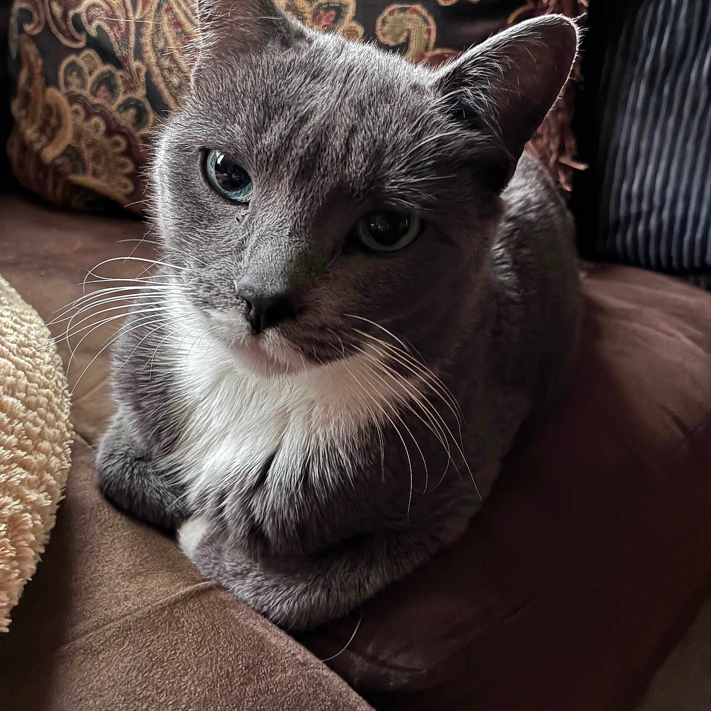 Angel is registered to the contest to win money with this photo: animal, cat, closeup, couch, cozy, cute, domestic_cat, eyes, fur, furniture, gray_cat, indoor, patterned, pet, pillow, portrait, relaxed, resting, whiskers, white_fur