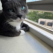 Angel joined the competition — help win amazing prizes! animal, blue_eyes, calm, cat, closeup, daylight, domestic, feline, fur, grey_cat, indoor, looking, mesh_screen, nature_outside, pet, resting, whiskers, white_cat, window, windowsill