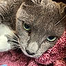 Angel is registered to the contest to win money with this photo: animal, blanket, cat, close_up, cozy, cute, feline, fur, gray_cat, green_eyes, indoor, pet, pink_blanket, portrait, relaxed, resting, snuggling, soft_texture, whiskers, white_paw