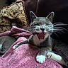 Angel is registered to the contest to win money with this photo: animal, blanket, cat, cozy, cushion, cute, feline, fur, gray_cat, indoor, mammal, mouth_open, paw, pet, relaxed, resting, sleepy, whiskers, white_paws, yawning_cat