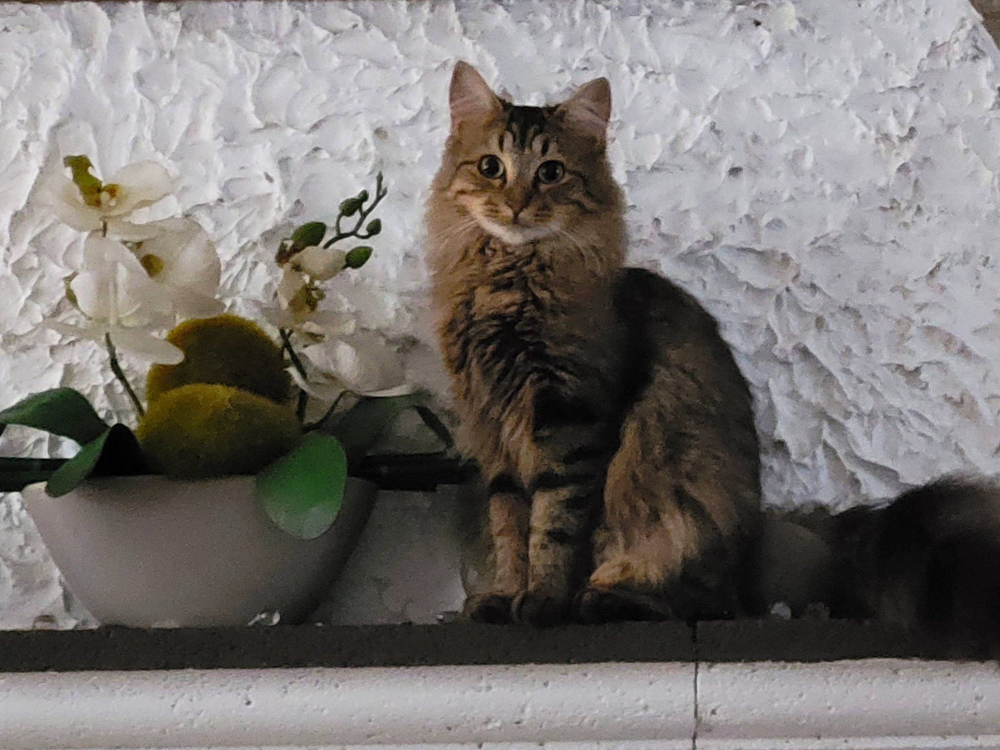 Swiffette a rejoint le concours — aidez-le/la à gagner de superbes lots ! carnivore, cat, domestic_short_haired_cat, felidae, flower, flowering_plant, flowerpot, fur, herb, herbaceous_plant, houseplant, petal, plant, sitting, small_to_medium_sized_cats, still_life_photography, tail, terrestrial_animal, whiskers, window