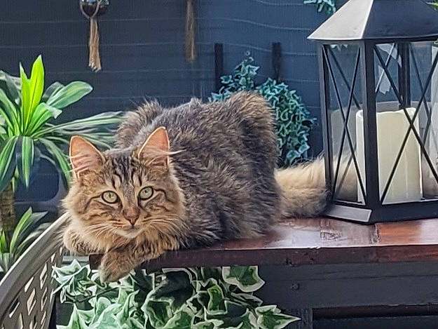 Swiffette participe au concours pour gagner de l'argent avec cette photo : carnivore, cat, domestic_short_haired_cat, fawn, felidae, flowerpot, fur, grass, houseplant, metal, plant, small_to_medium_sized_cats, snout, tail, terrestrial_animal, tree, whiskers, wildlife, window, wood