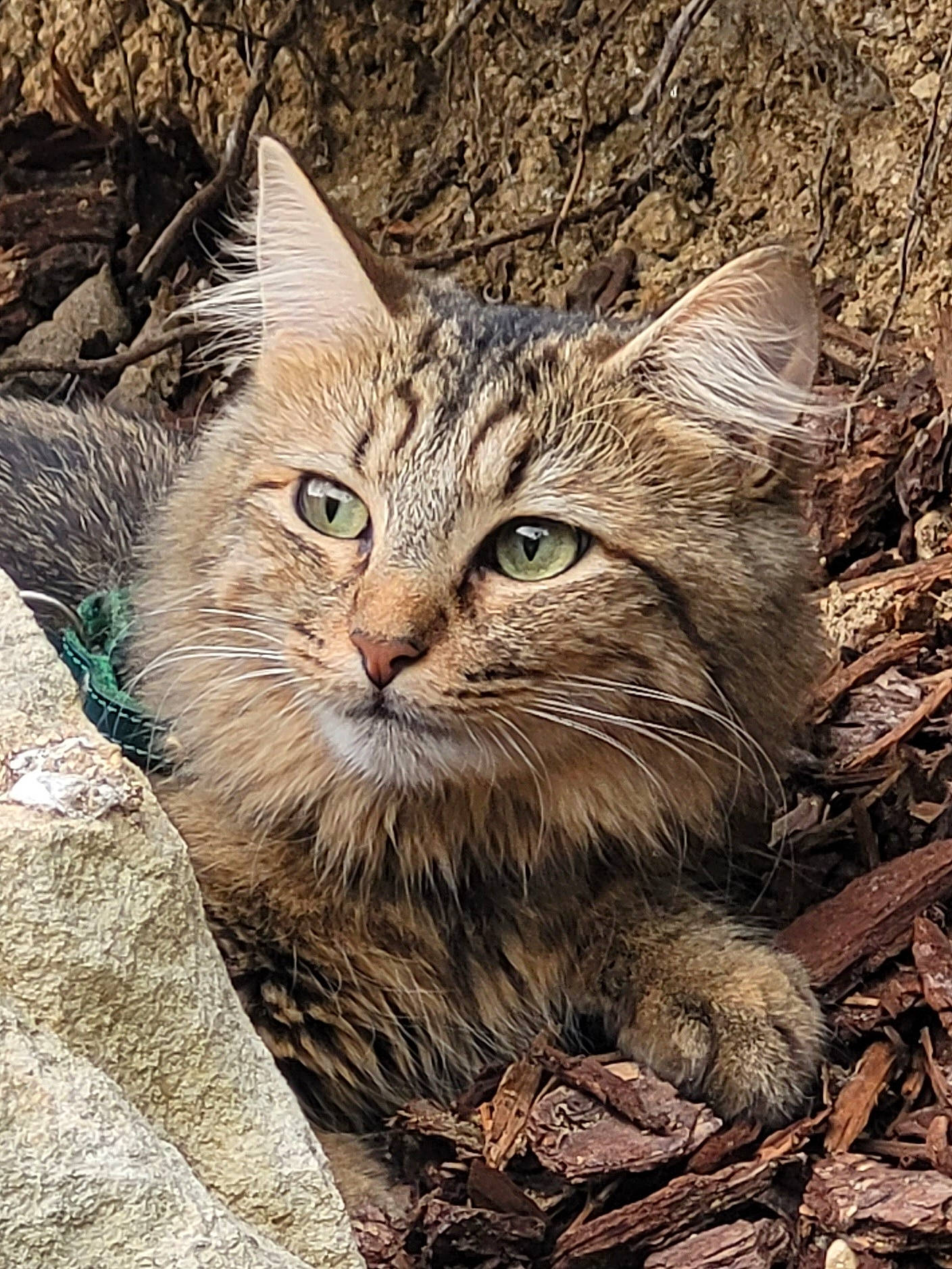 Swiffette a rejoint le concours — aidez-le/la à gagner de superbes lots ! carnivore, cat, claw, domestic_short_haired_cat, felidae, fur, grass, groundcover, organism, paw, plant, small_to_medium_sized_cats, snout, soil, terrestrial_animal, tree, trunk, whiskers, wildlife, wood