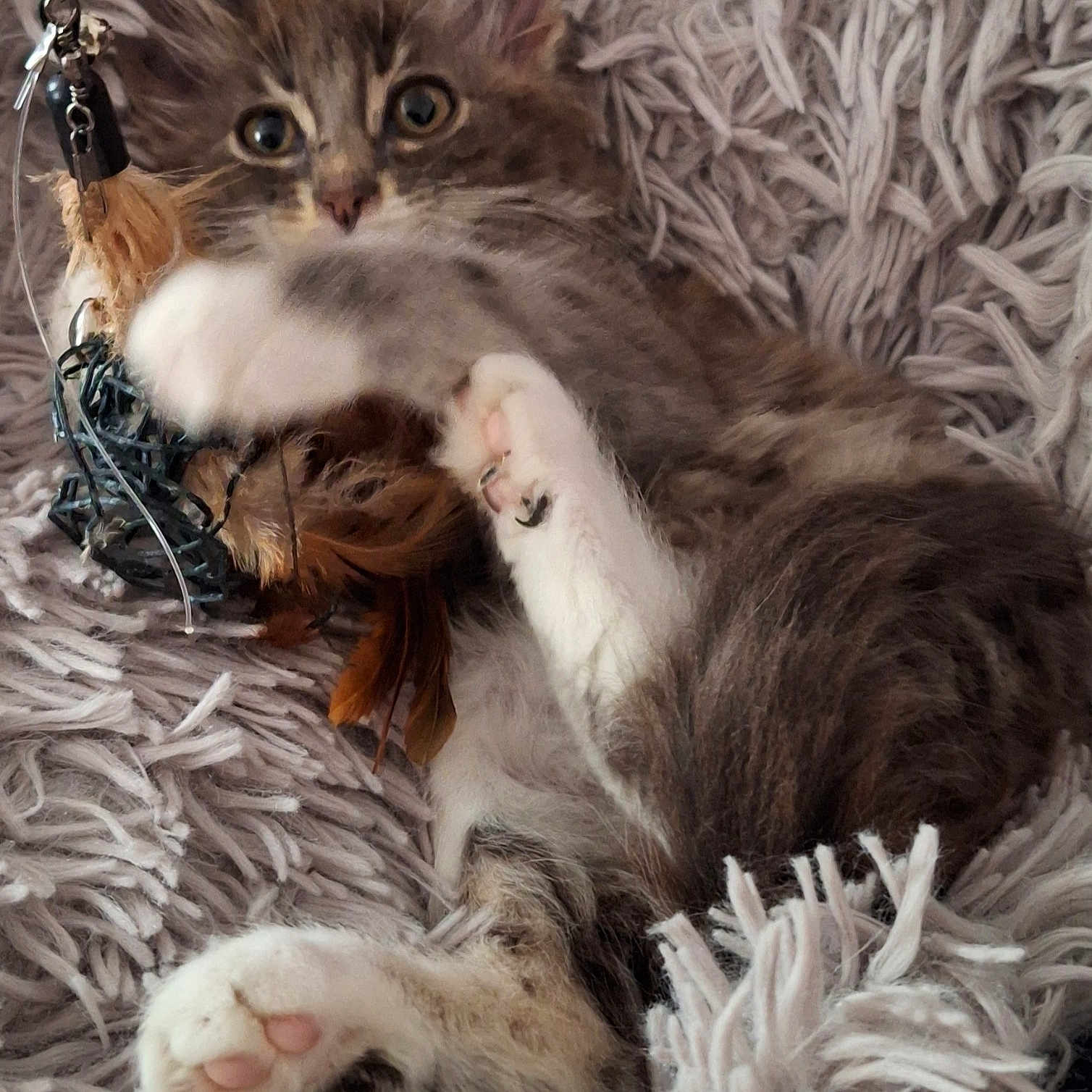 Guizmo a rejoint le concours — aidez-le/la à gagner de superbes lots ! abyssinian, accessories, angora, animal, bed, blanket, cat, chair, couch, electronics, furniture, homedecor, kitten, linen, manx, person, pet, sleeping, strap, wood