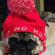 Mochi is registered to the contest to win money with this photo: dog, pug, hat, red_hat, pom_pom, pet, animal, indoor, blanket, resting, cute, fur, face, ears, nail, paw, lying_down, cozy, warm, closeup