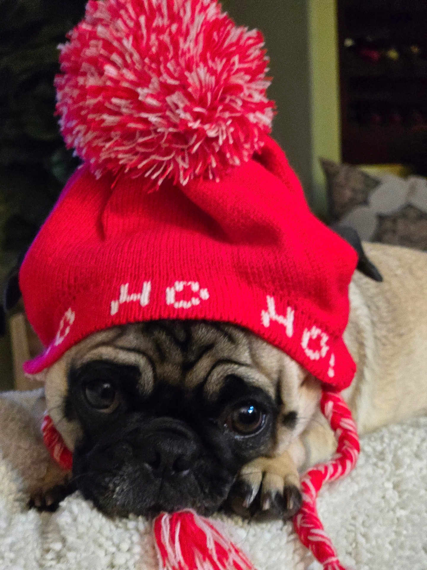 Mochi is registered to the contest to win money with this photo: dog, pug, hat, red_hat, pom_pom, pet, animal, indoor, blanket, resting, cute, fur, face, ears, nail, paw, lying_down, cozy, warm, closeup