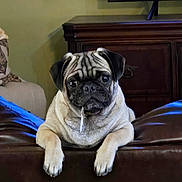 Kenji is registered to the contest to win money with this photo: dog, pug, pet, animal, indoor, living_room, couch, leather, drool, face, ears, fur, eyes, nose, paw, furniture, television, news, home, relaxed