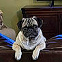 dog, pug, pet, animal, indoor, living_room, couch, leather, drool, face, ears, fur, eyes, nose, paw, furniture, television, news, home, relaxed
