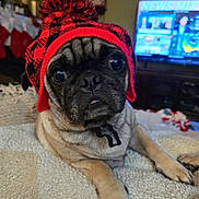 Kenji is registered to the contest to win money with this photo: animal, black, blanket, cozy, cute, dog, ears, face, furniture, hat, home, indoor, knit_hat, lying_down, news, pet, pom_pom, pug, red, television