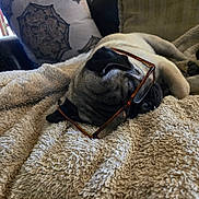 Kenji joined the competition — help win amazing prizes! animal, blanket, closeup, comfort, couch, cozy, dog, domestic, face, fur, glasses, home, indoor, napping, pet, pillows, pug, relaxing, resting, sleeping