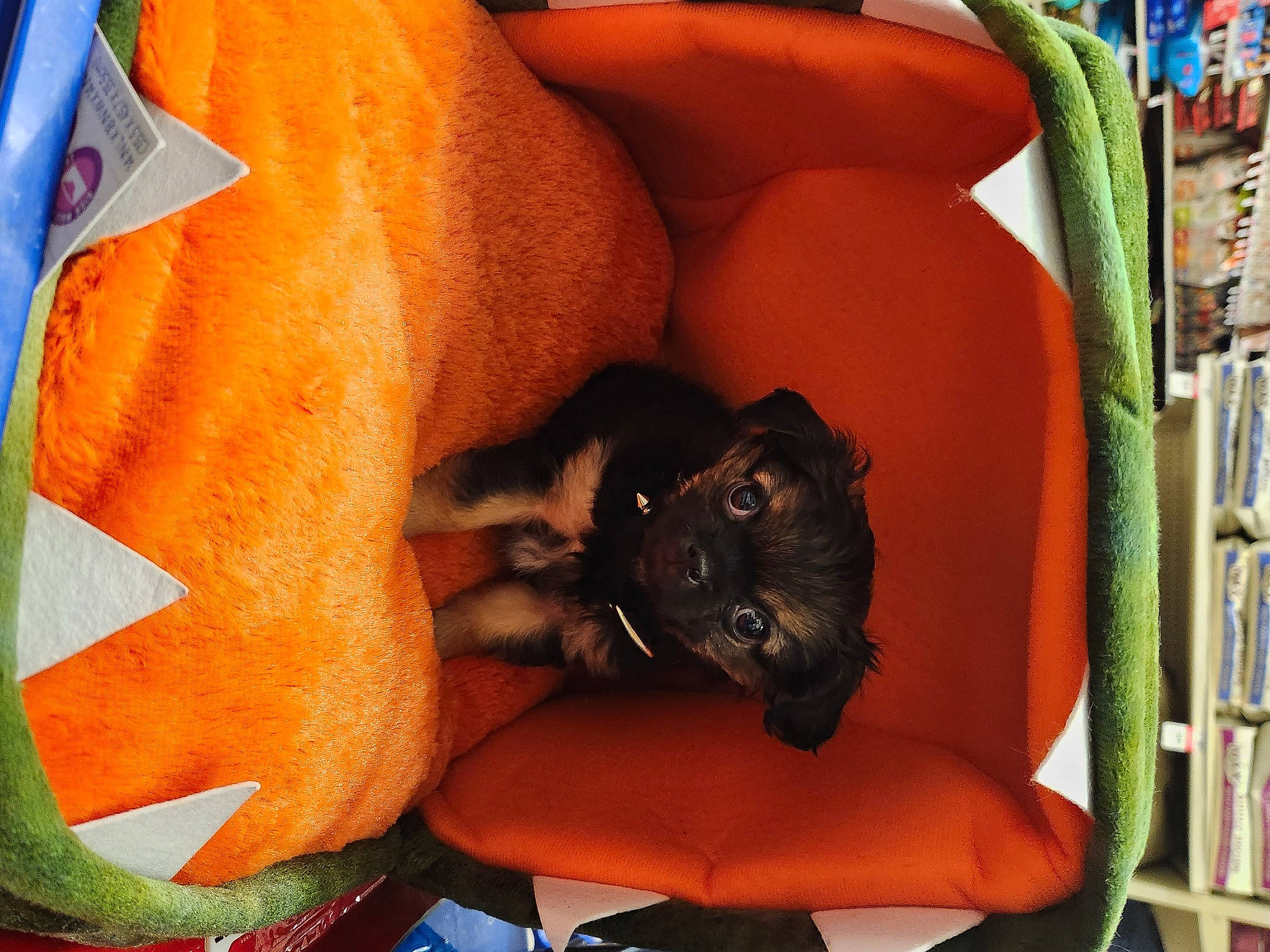 Kilo is registered to the contest to win money with this photo: canidae, carnivore, comfort, companion_dog, couch, dog, dog_breed, fawn, felidae, human_leg, nap, orange, small_to_medium_sized_cats, snout, sporting_group, tail, thigh, toy_dog, whiskers, working_animal