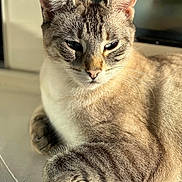 Bounty a rejoint le concours — aidez-le/la à gagner de superbes lots ! cat, feline, pet, animal, fur, closeup, relaxing, sunlight, whiskers, ears, paws, indoor, portrait, cute, sleepy, tabby, mammal, domestic, calm, soft