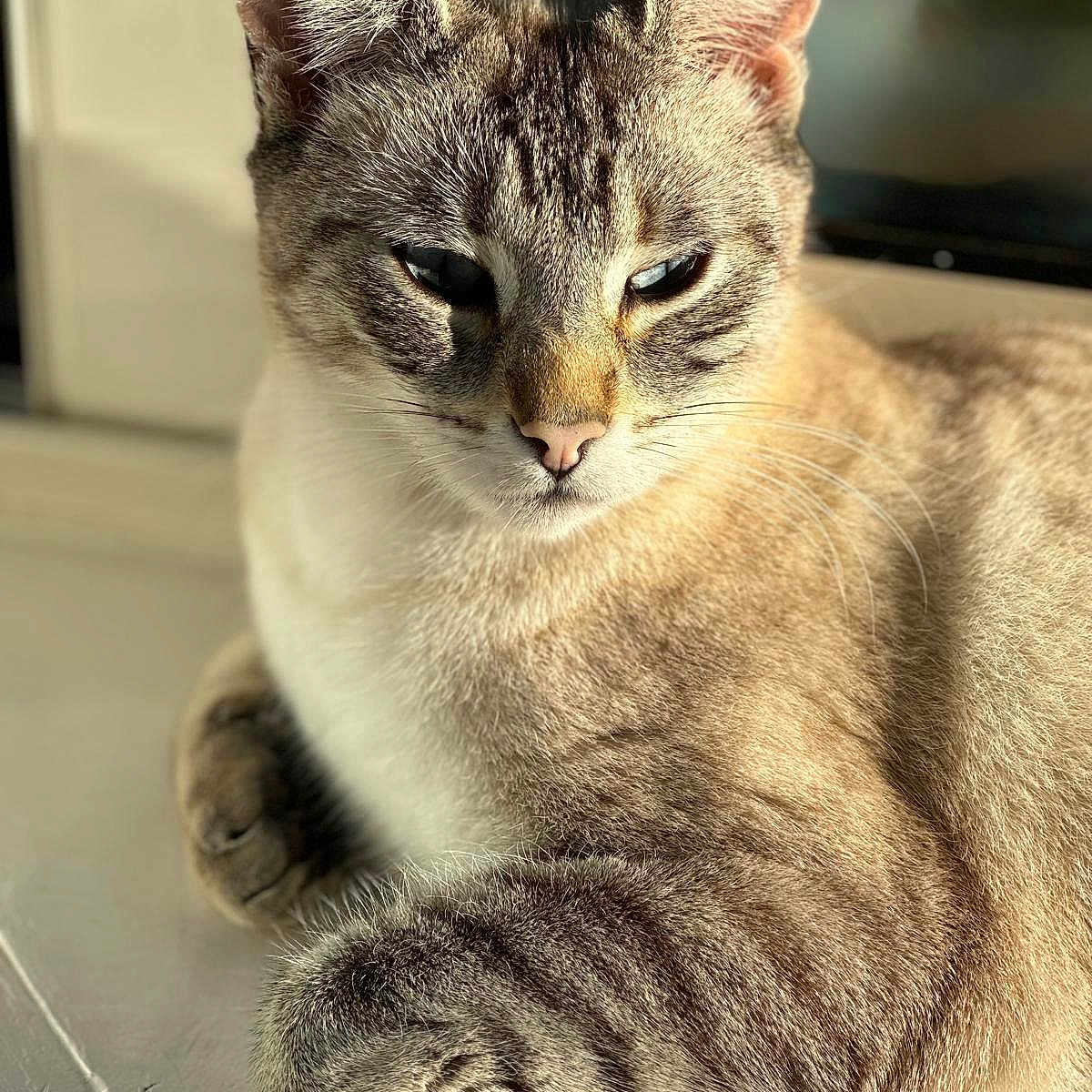 Bounty a rejoint le concours — aidez-le/la à gagner de superbes lots ! animal, calm, cat, closeup, cute, domestic, ears, feline, fur, indoor, mammal, paws, pet, portrait, relaxing, sleepy, soft, sunlight, tabby, whiskers