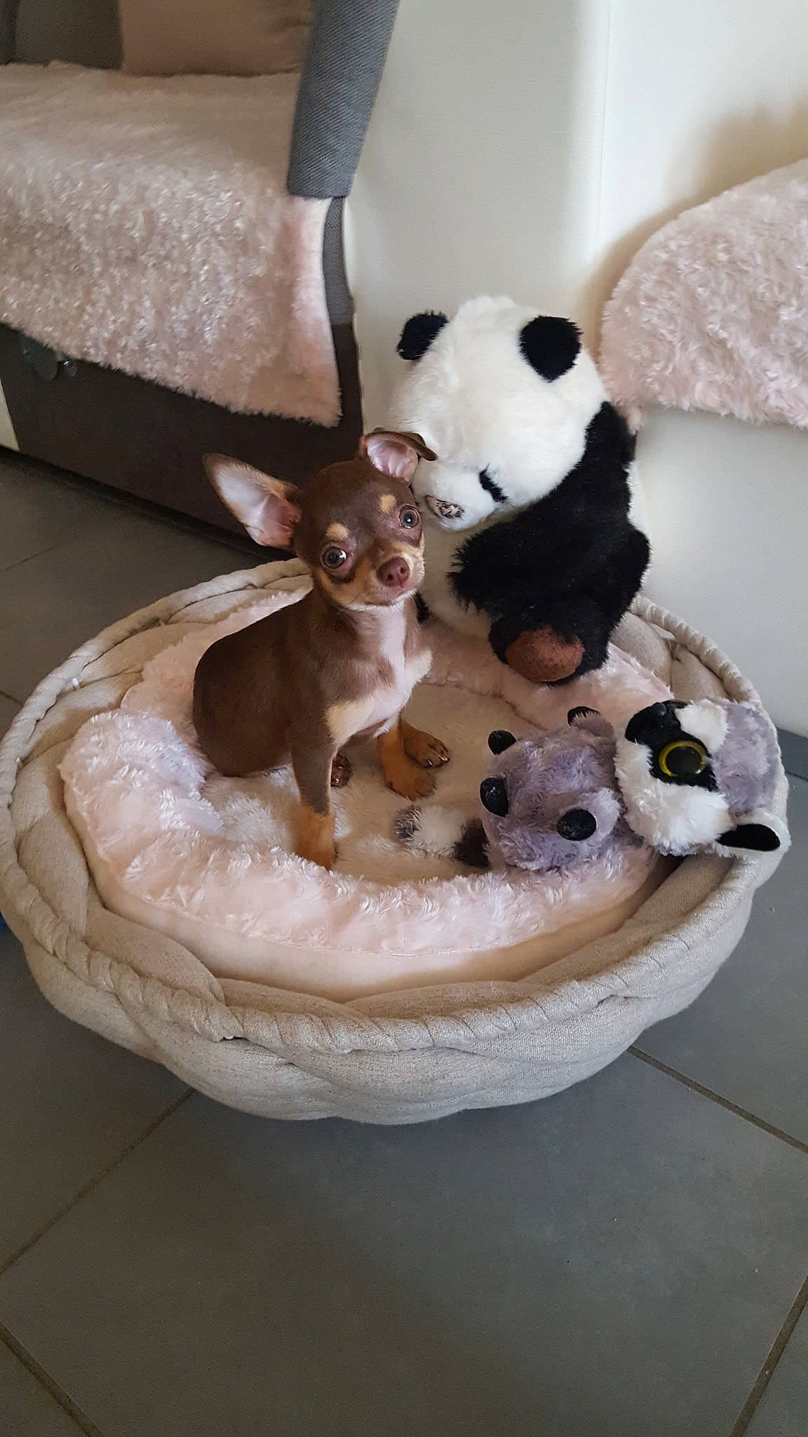 Reese a rejoint le concours — aidez-le/la à gagner de superbes lots ! canidae, carnivore, chihuahua, companion_dog, dog, dog_breed, ear, fawn, miniature_pinscher, puppy, rat_terrier, toy_dog, toy_fox_terrier