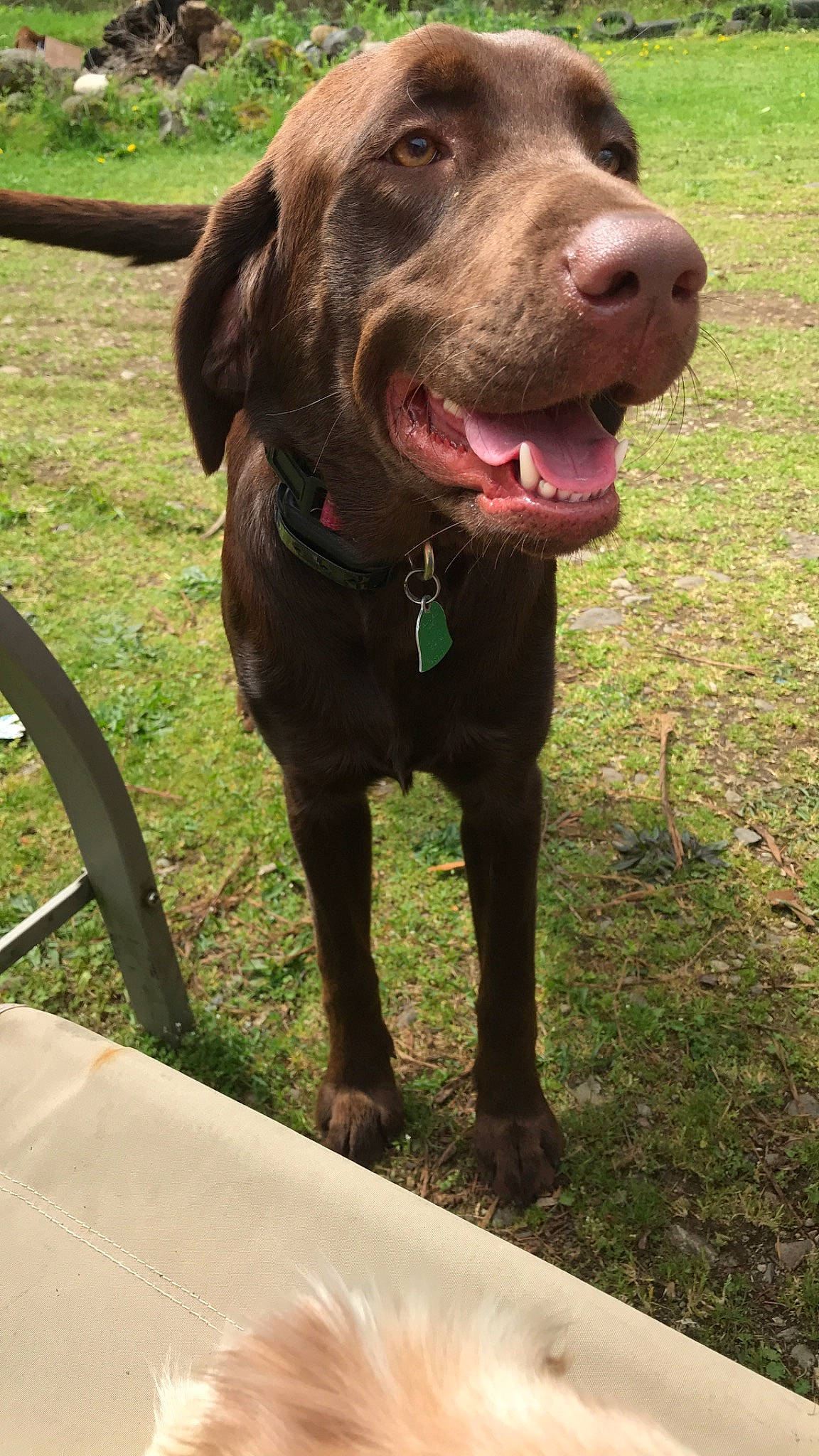 Bailey is registered to the contest to win money with this photo: canidae, carnivore, chesapeake_bay_retriever, dog, dog_breed, german_shorthaired_pointer, hunting_dog, labrador_retriever, liver, mammal, pointing_breed, retriever, snout, sporting_group, vertebrate, vizsla, weimaraner