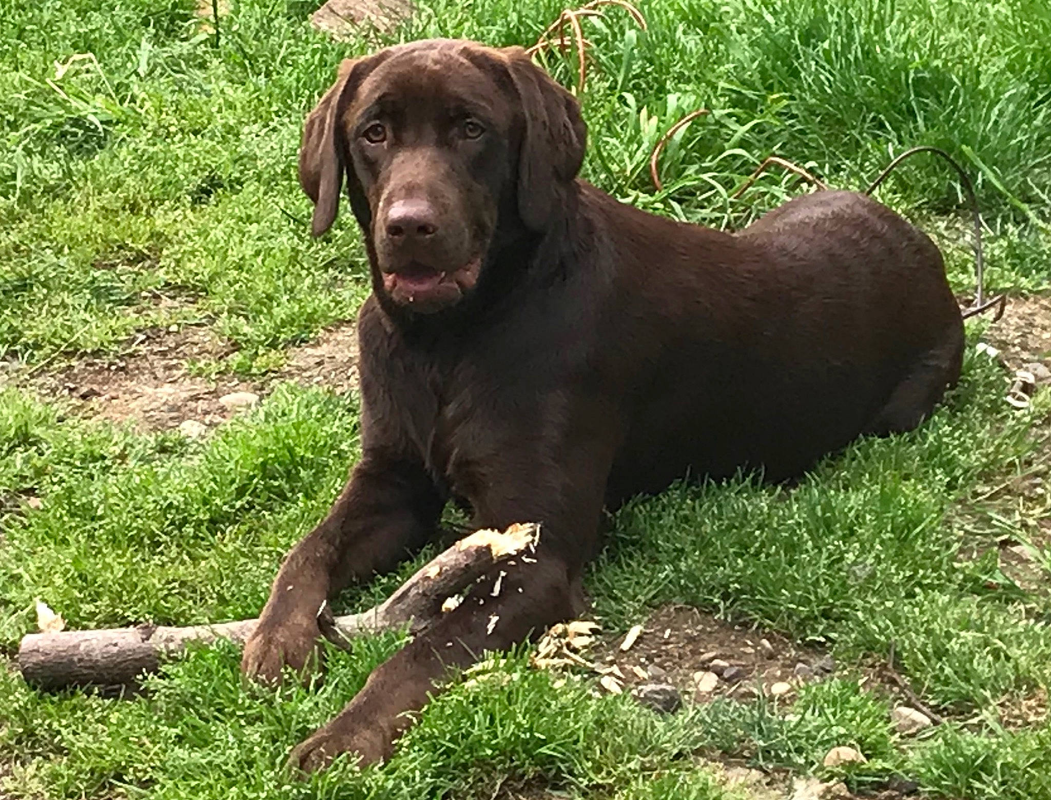 Bailey joined the competition — help win amazing prizes! canidae, carnivore, chesapeake_bay_retriever, dog, dog_breed, german_longhaired_pointer, german_shorthaired_pointer, gun_dog, hunting_dog, labrador_retriever, liver, mammal, pointing_breed, pudelpointer, rare_breed_dog, retriever, sporting_group, vertebrate