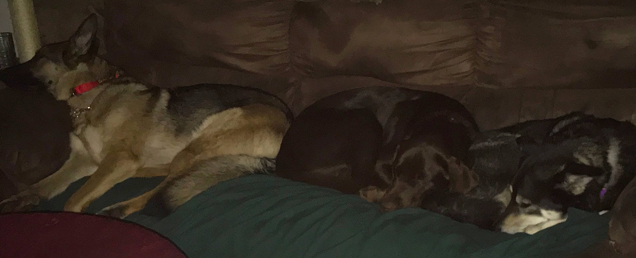 Bailey joined the competition — help win amazing prizes! canidae, carnivore, darkness, room, screenshot, sporting_group