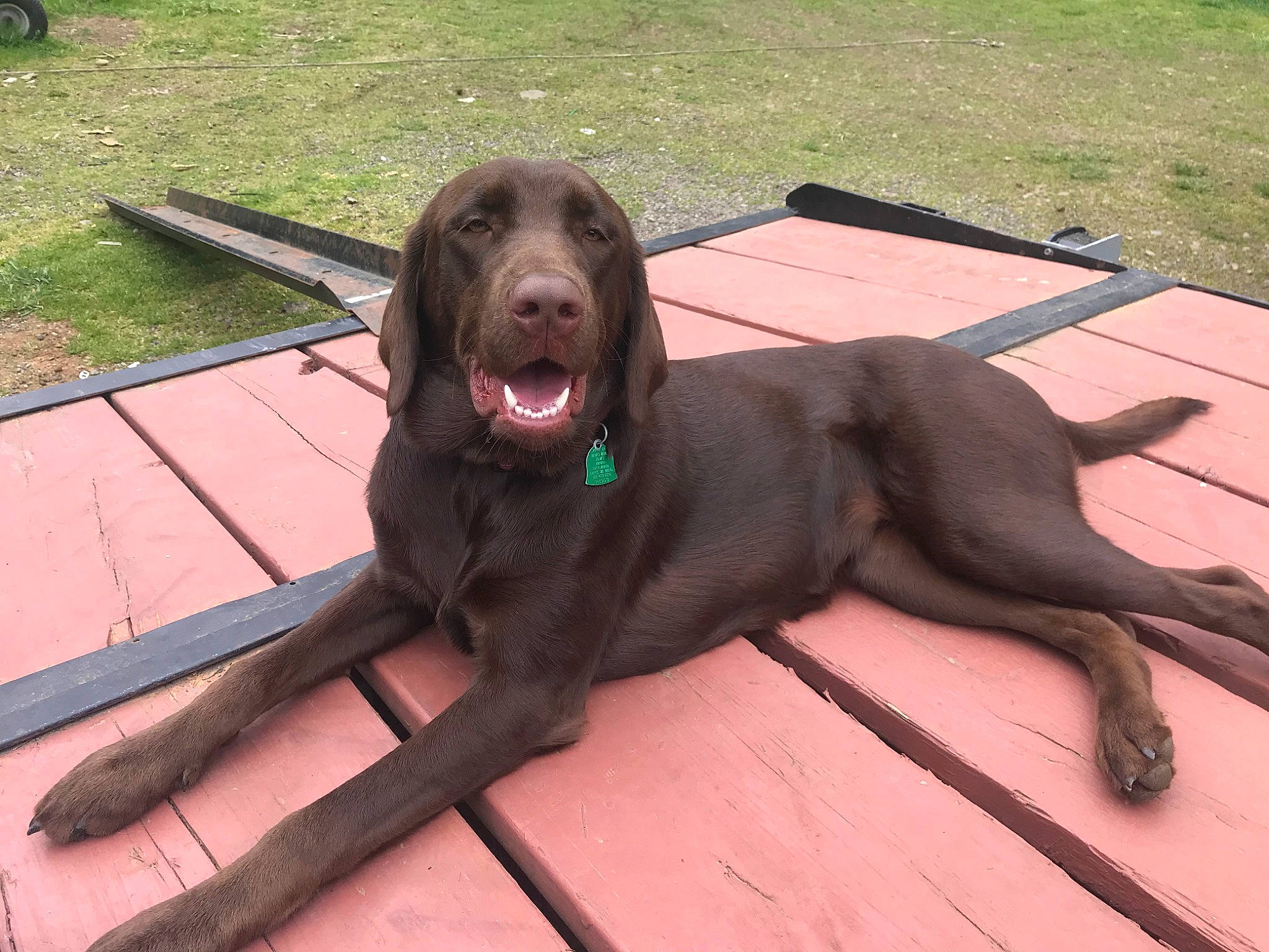 Bailey is registered to the contest to win money with this photo: canidae, carnivore, companion_dog, dog, dog_breed, german_longhaired_pointer, gun_dog, hunting_dog, labrador_retriever, liver, mammal, pointing_breed, pudelpointer, retriever, sporting_group, stichelhaar, vertebrate